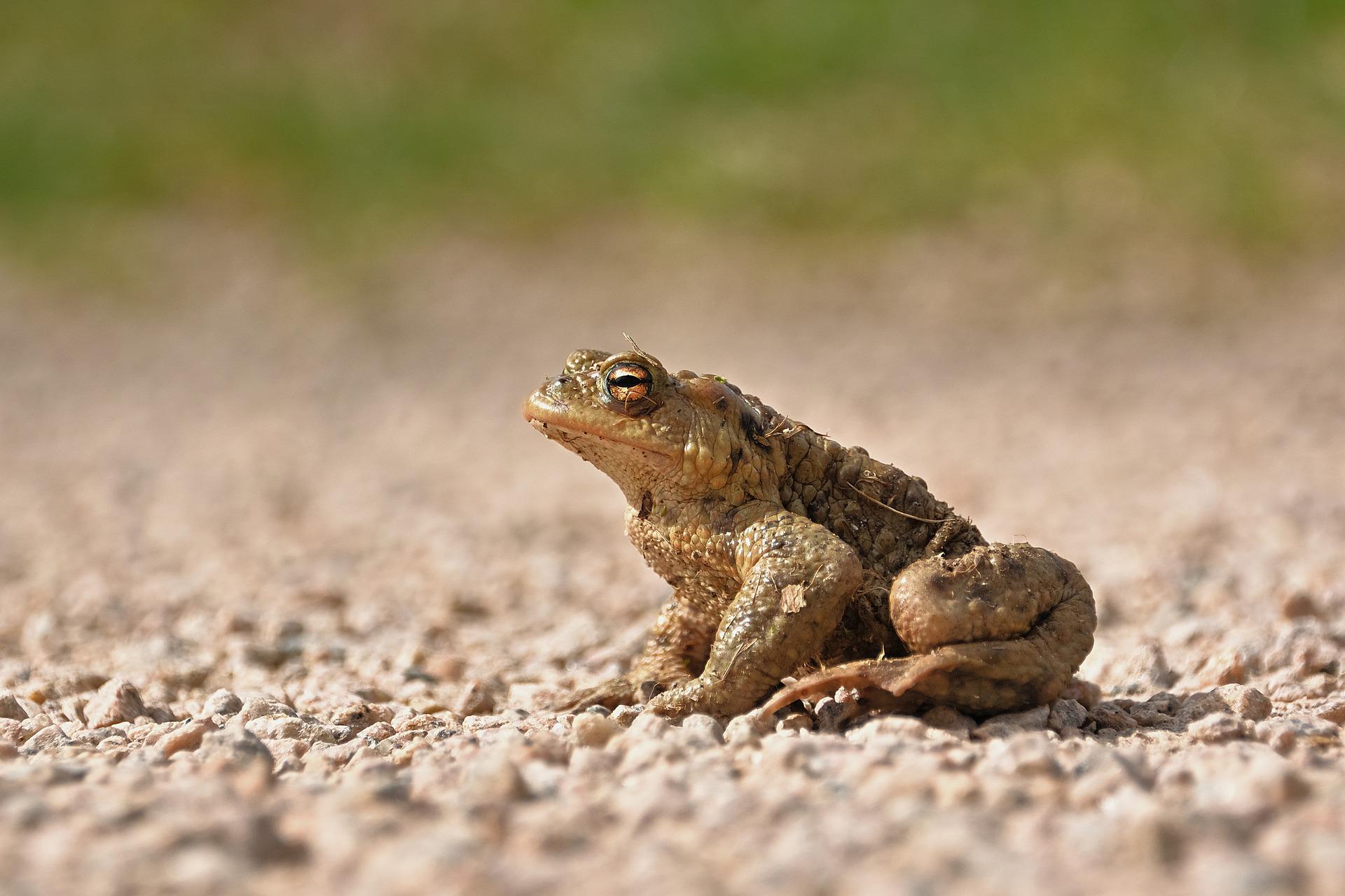 A picture of a toad chilling in the sand.